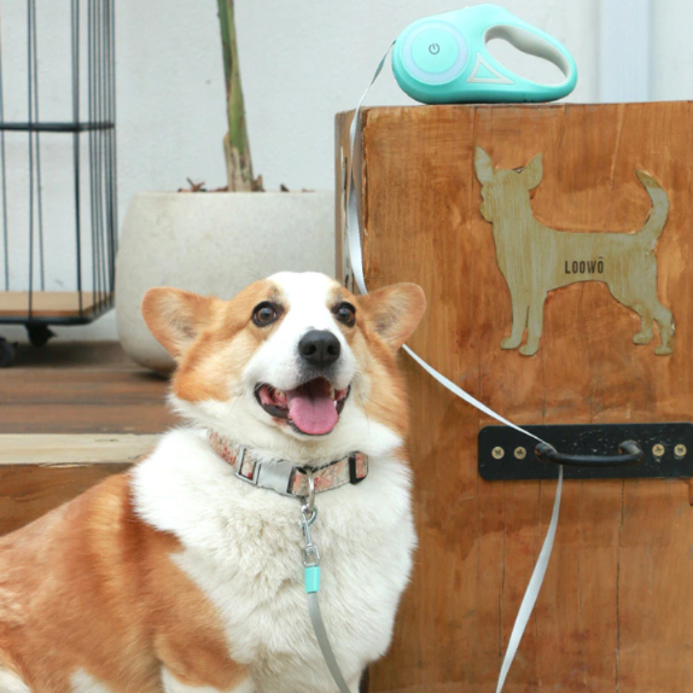 Cão feliz usando Automatic Retractable Lighting Dog Leash retrátil com cabo iluminado, ideal para passeios seguros e práticos em ambientes urbanos e ao ar livre.