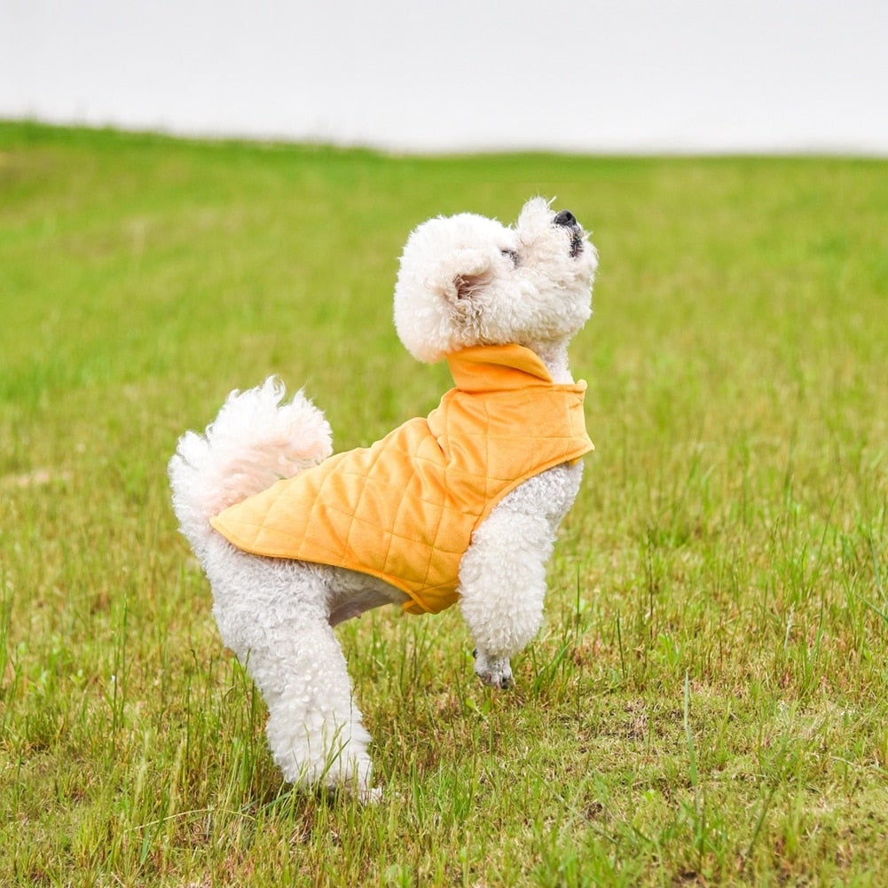 Cão branco vestido com Dogs Winter Warm Vest em tom laranja, em campo verde, simbolizando conforto e bem-estar natural aliado a suplementos premium naturais para energia, vitalidade e saúde cognitiva.