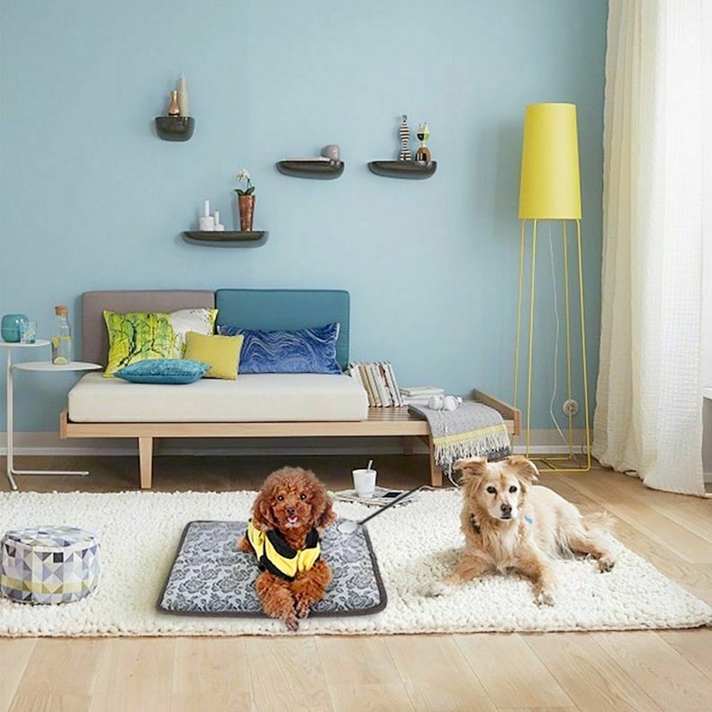 Dois cães de tamanho médio em sala moderna, um deitado sobre o Thermal Heating Waterproof Bed Pad for Pets with Adjustable, oferecendo conforto térmico, ideal para suplementos premium naturais para energia, vitalidade e saúde cognitiva.