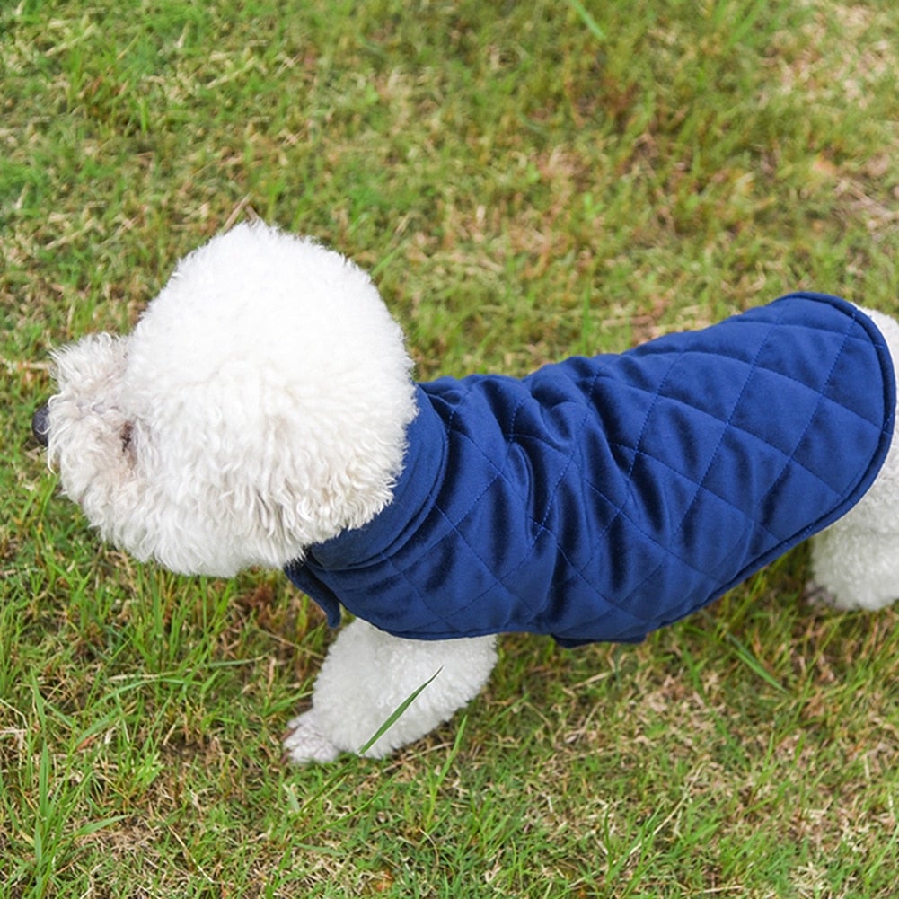 Cão pequeno com pelo branco usando Dogs Winter Warm Vest azul, ideal para manter o animal aquecido em dias frios, com conforto e estilo.