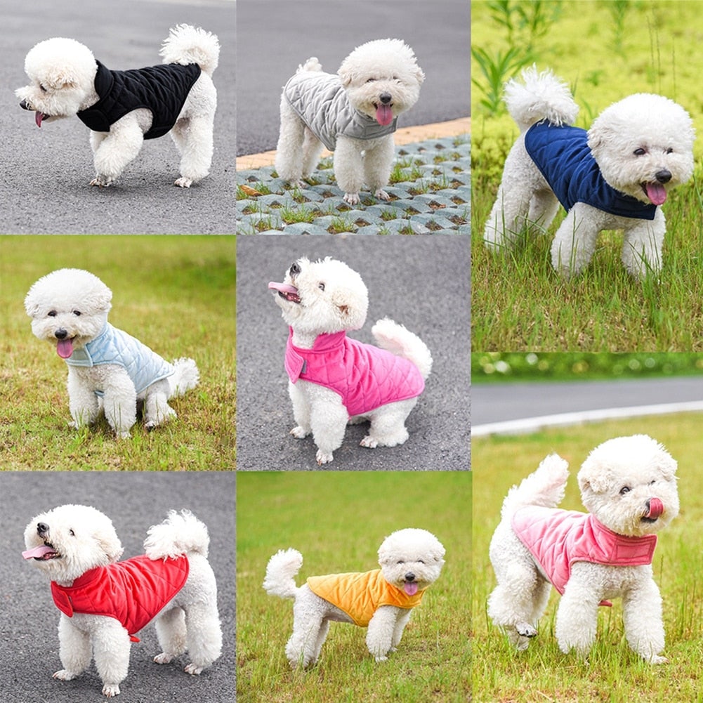 Cão branco pequeno usando Dogs Winter Warm Vest em várias cores, destacando conforto e proteção para os dias frios, associado a suplementos premium naturais para energia e vitalidade.